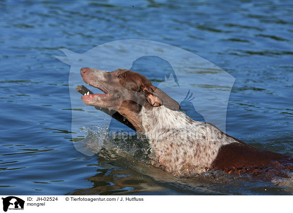 Galgo-Espanol-Pointer-Mischling / mongrel / JH-02524