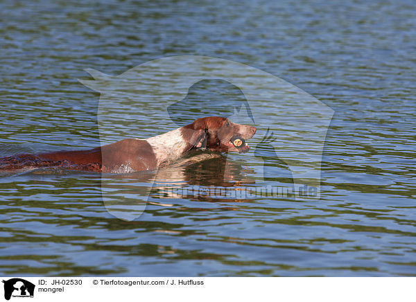 Galgo-Espanol-Pointer-Mischling / mongrel / JH-02530