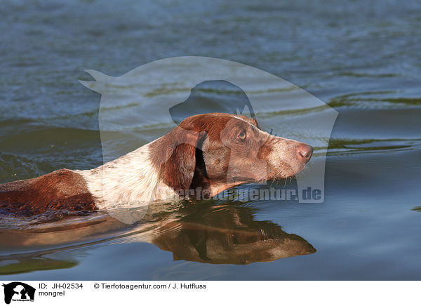 Galgo-Espanol-Pointer-Mischling / mongrel / JH-02534