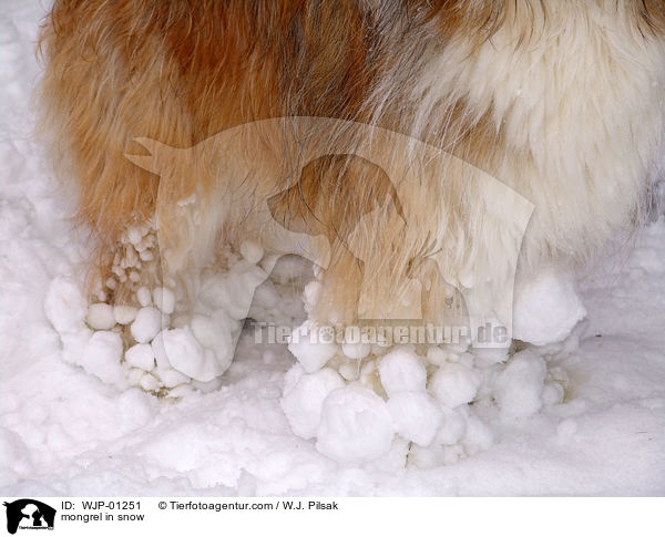 Mischlingshund im Schnee / mongrel in snow / WJP-01251