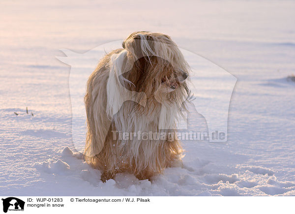 Mischlingshund im Schnee / mongrel in snow / WJP-01283