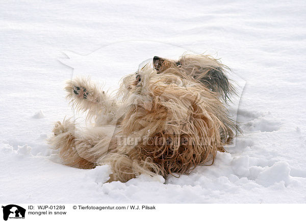 Mischlingshund im Schnee / mongrel in snow / WJP-01289