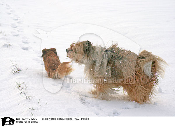 Mischlingshund im Schnee / mongrel in snow / WJP-01290