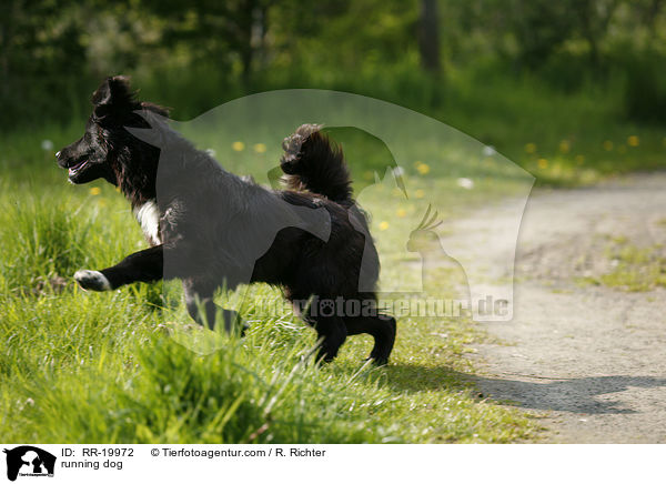 rennender Hund / running dog / RR-19972