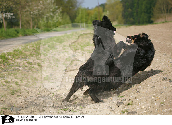 spielende Mischling / playing mongrel / RR-20005