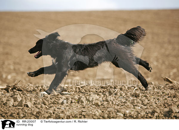 rennender Hund / running dog / RR-20007