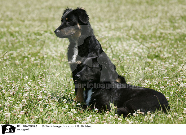 Mischling / mongrel / RR-20041