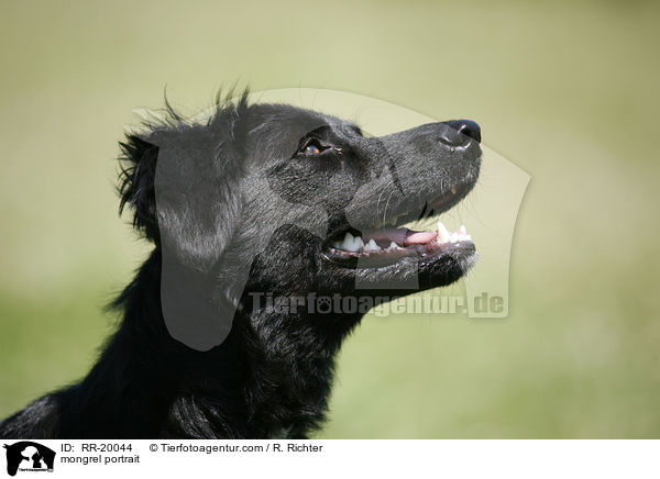 Mischling Portrait / mongrel portrait / RR-20044