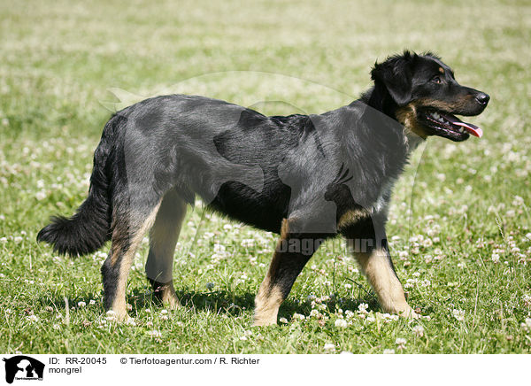 Mischlingshund / mongrel / RR-20045