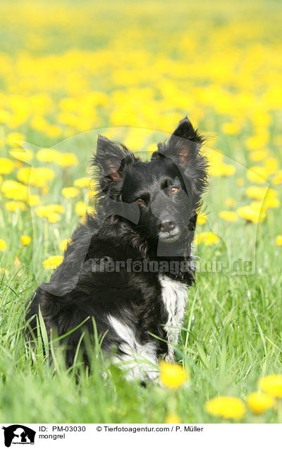 Mischling / mongrel / PM-03030