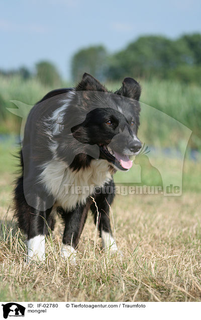 Collie-Mischling / mongrel / IF-02780