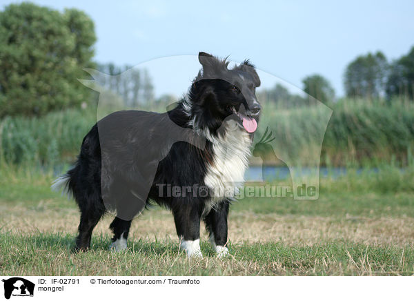 Collie-Mischling / mongrel / IF-02791