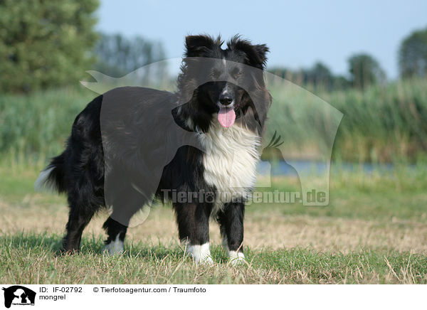 Collie-Mischling / mongrel / IF-02792