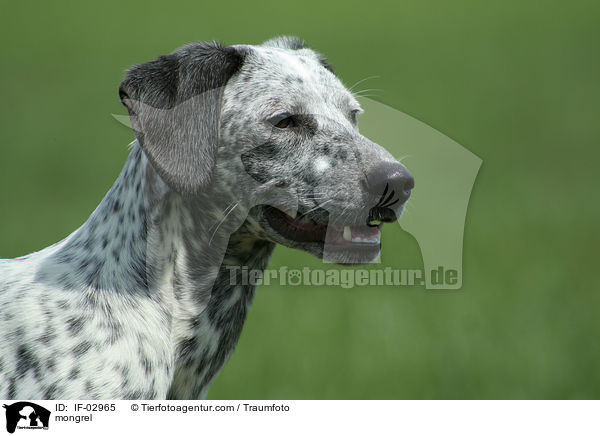 Mischling / mongrel / IF-02965