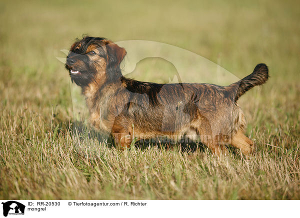 Jagdterrier-Dackel-Mischling / mongrel / RR-20530