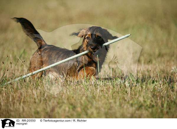 Jagdterrier-Dackel-Mischling / mongrel / RR-20550