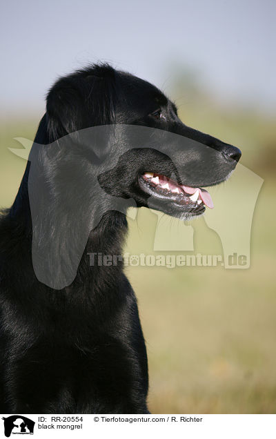 schwarzer Mischling / black mongrel / RR-20554