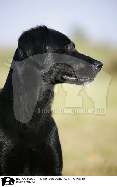 schwarzer Mischling / black mongrel / RR-20555