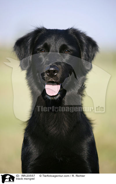 schwarzer Mischling / black mongrel / RR-20557