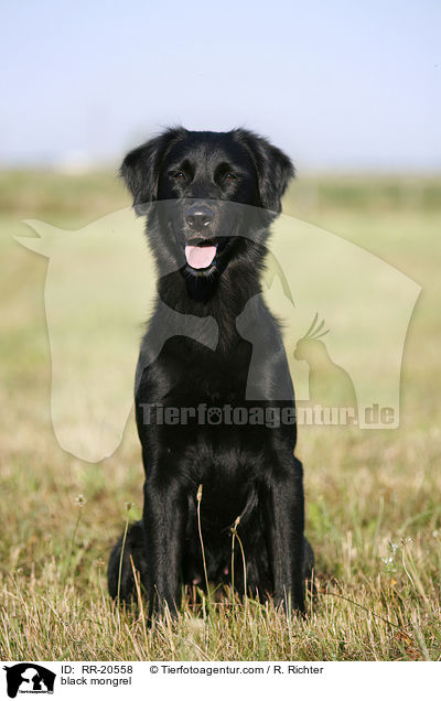schwarzer Mischling / black mongrel / RR-20558