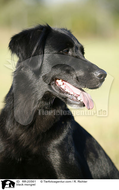 schwarzer Mischling / black mongrel / RR-20561