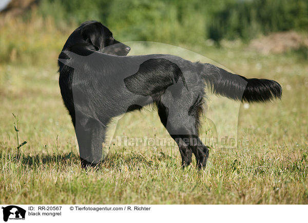 schwarzer Mischling / black mongrel / RR-20567