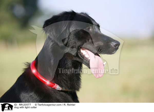 Hund mit Leuchthalsband / dog with light collar / RR-20577