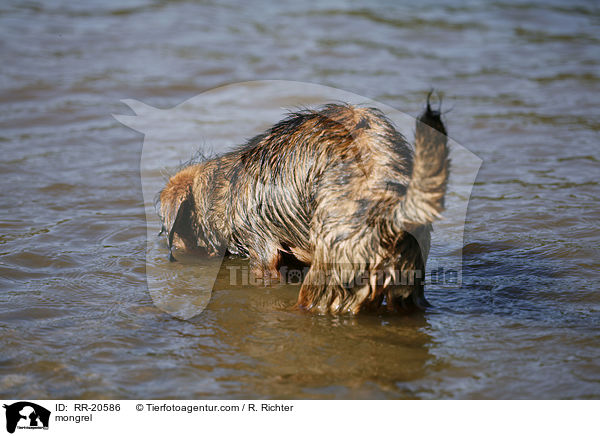 Jagdterrier-Dackel-Mischling / mongrel / RR-20586