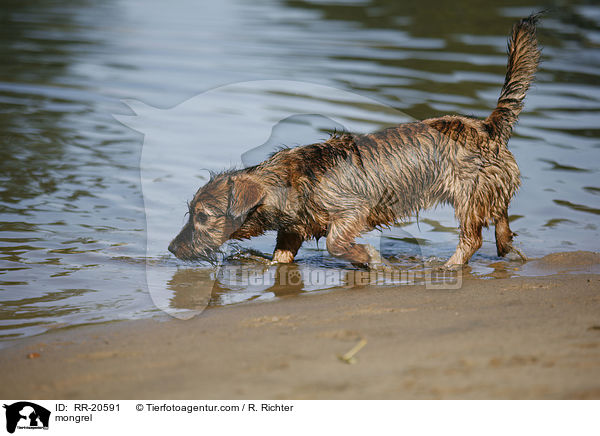 Jagdterrier-Dackel-Mischling / mongrel / RR-20591