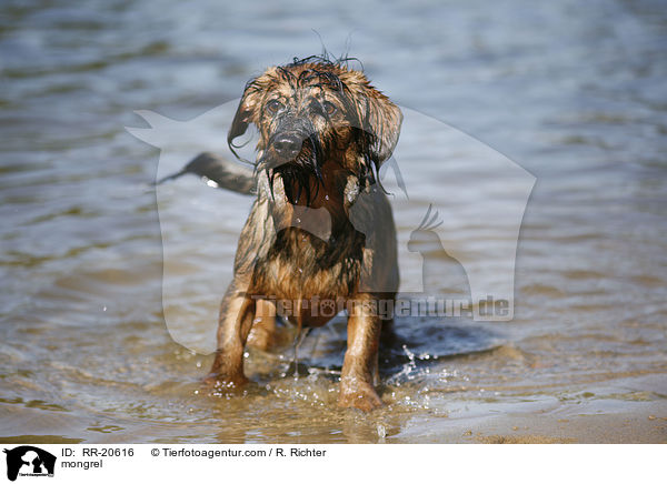 Jagdterrier-Dackel-Mischling / mongrel / RR-20616