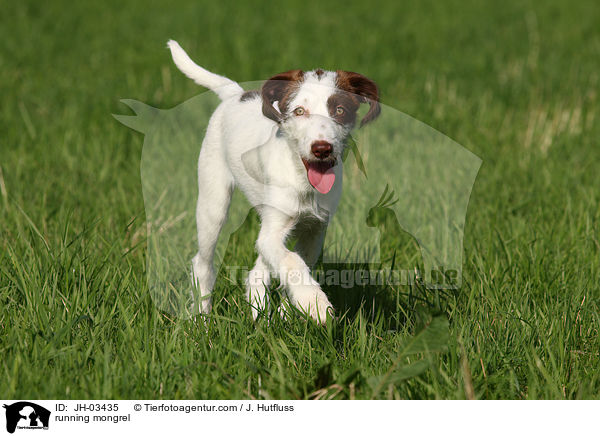 rennender Mischling / running mongrel / JH-03435