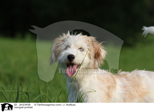 Mischling Portrait / mongrel portrait / JH-03458