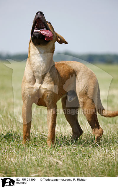 Mischling / mongrel / RR-21399