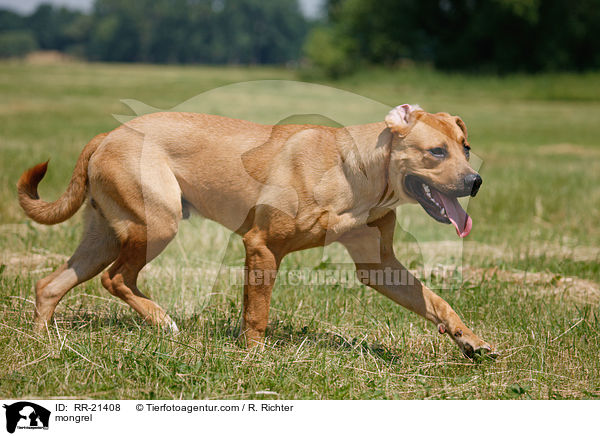 Mischling / mongrel / RR-21408