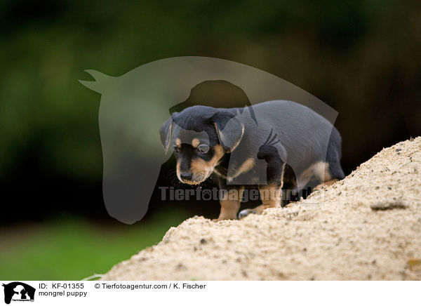Mischlings Welpe / mongrel puppy / KF-01355