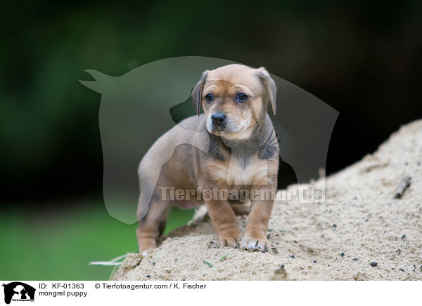 Mischlings Welpe / mongrel puppy / KF-01363