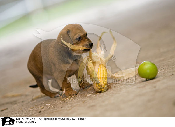 Mischlings Welpe / mongrel puppy / KF-01373