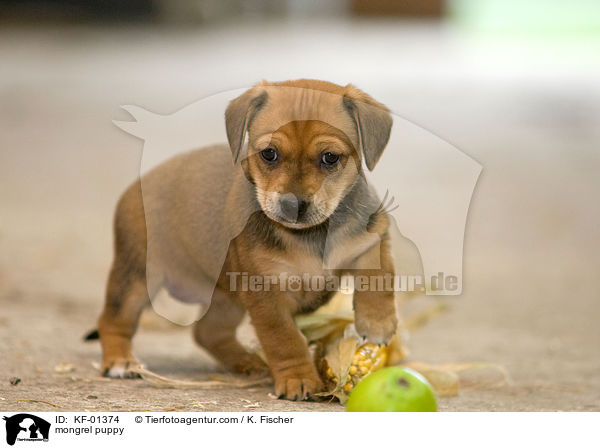 Mischlings Welpe / mongrel puppy / KF-01374