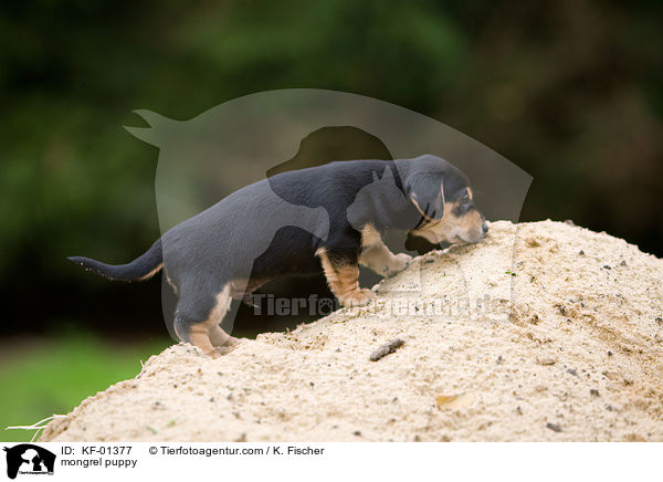 Mischlings Welpe / mongrel puppy / KF-01377