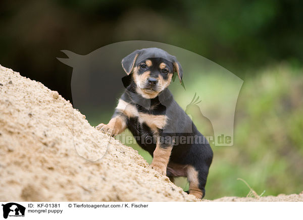Mischlings Welpe / mongrel puppy / KF-01381