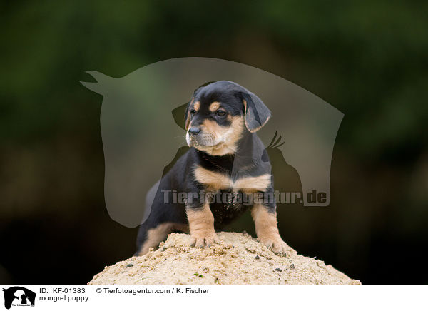 Mischlings Welpe / mongrel puppy / KF-01383