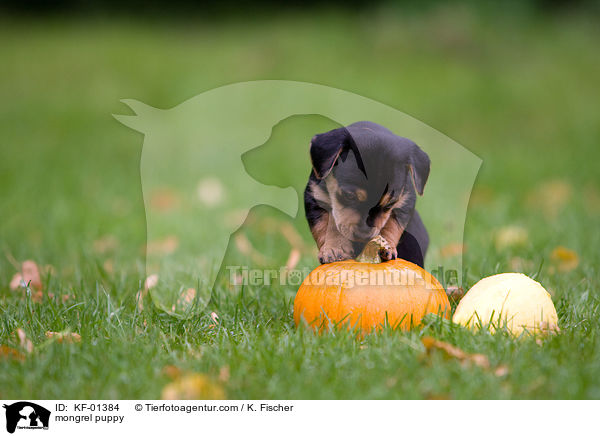 Mischlings Welpe / mongrel puppy / KF-01384