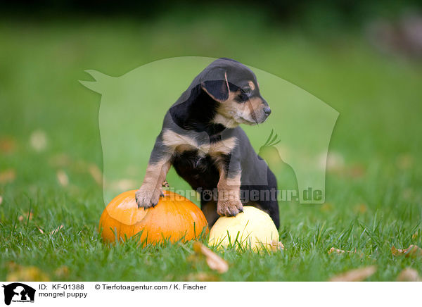 Mischlings Welpe / mongrel puppy / KF-01388