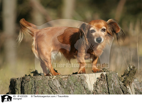Dackel-Chihuahua-Mix / mongrel / IF-03329