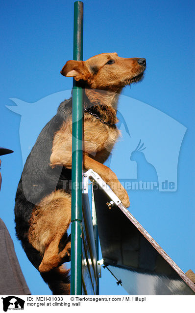 Mischling an der Kletterwand / mongrel at climbing wall / MEH-01033
