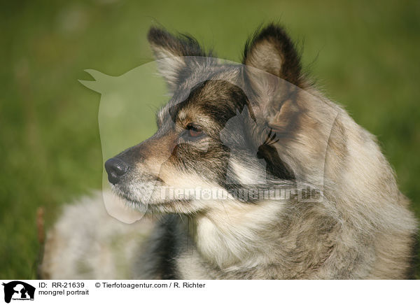 Mischling Portrait / mongrel portrait / RR-21639