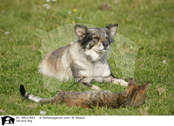 Hund und Katze / cat and dog / RR-21643