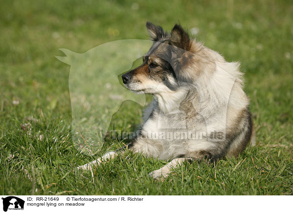 Mischling liegt auf Wiese / mongrel lying on meadow / RR-21649