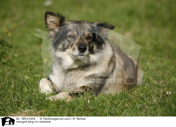Mischling liegt auf Wiese / mongrel lying on meadow / RR-21654