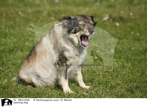 ghnender Hund / yawning dog / RR-21656